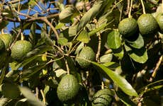 Visita a uma fazenda agrícola de frutas tropicais com degustação