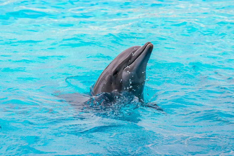 Incontrando i delfini di Oltremare
