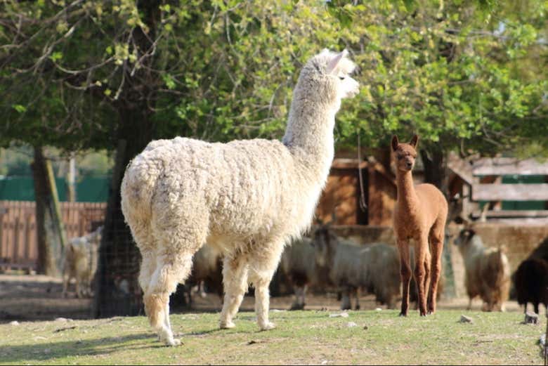 ¡Veréis simpáticas llamas! 
