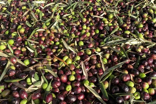 Olive oil tasting included