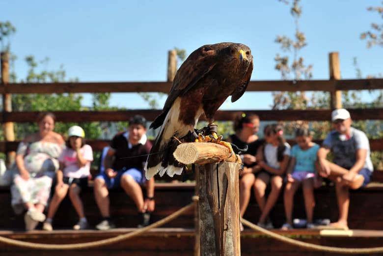 Espectáculo de aves rapaces