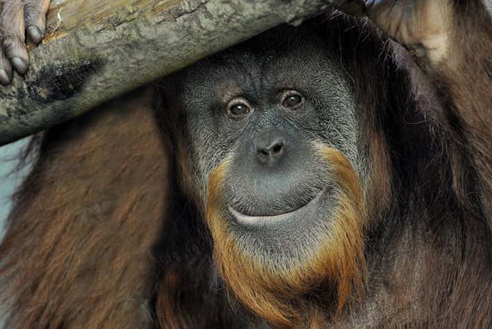 Saludando a un orangutan