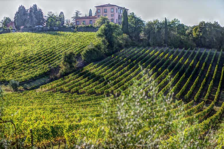 Chianti vineyards
