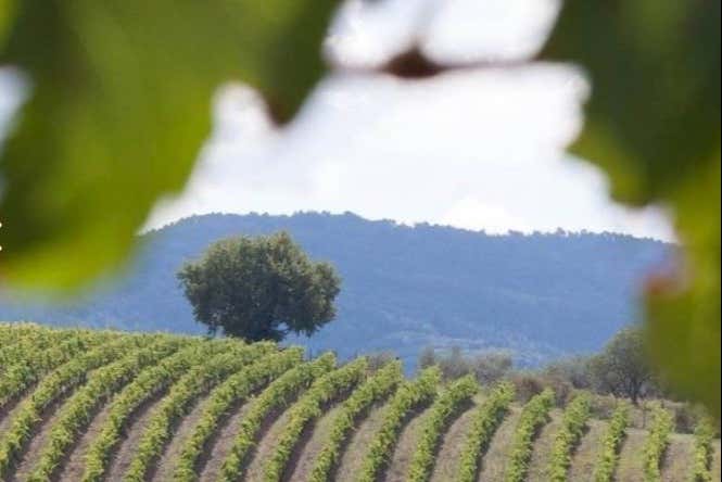 Vignobles de la vallée du Chianti