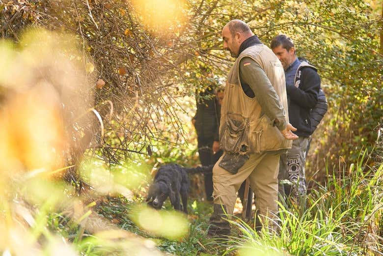 A dog helping to look for truffles