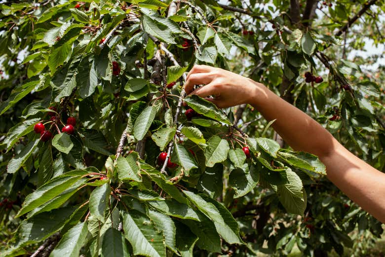 Raccolta di ciliegie