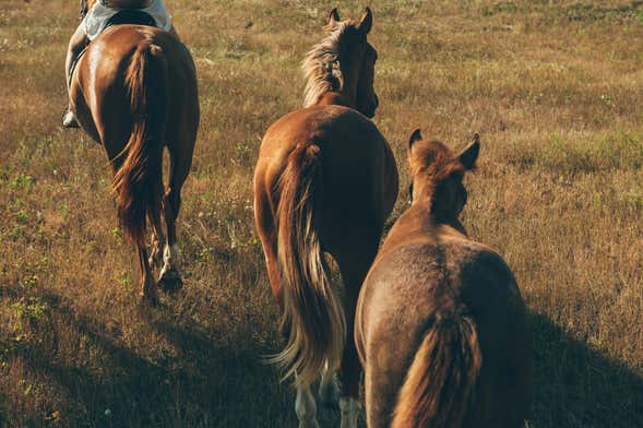 Passeggiata a cavallo a Sant'Agata de' Goti