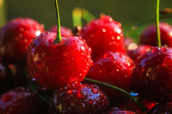 Cherry Picking + Jam Making Workshop