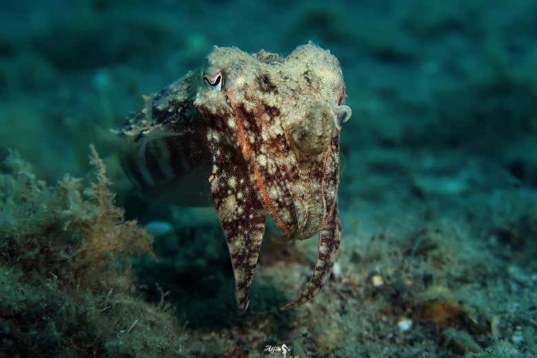 Ejemplar de fauna marina