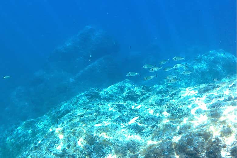 Fauna de la Reserva Marina de Portofino