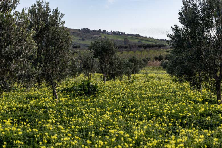 Gli uliveti in primavera
