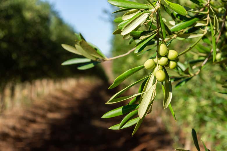 Dettaglio di un olivo illuminato dal sole
