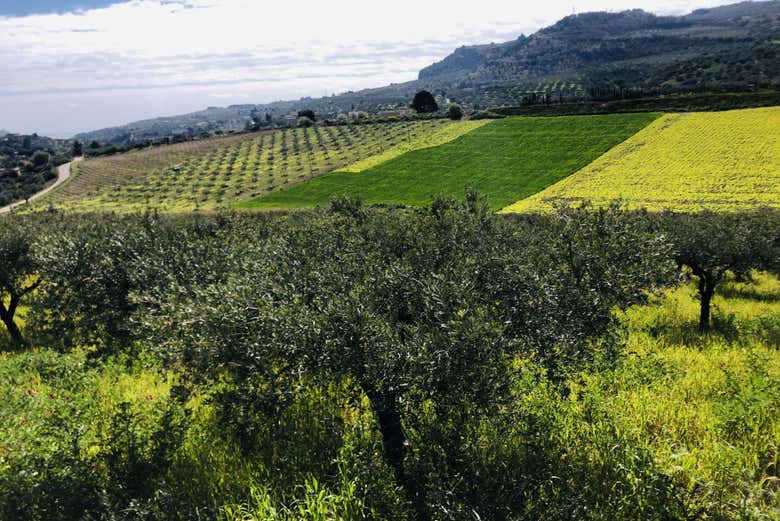 Panoramica delle colline di uliveti di Sciacca