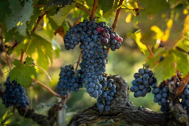 Montalcino grapes