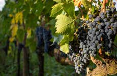 Montalcino Wine Tour