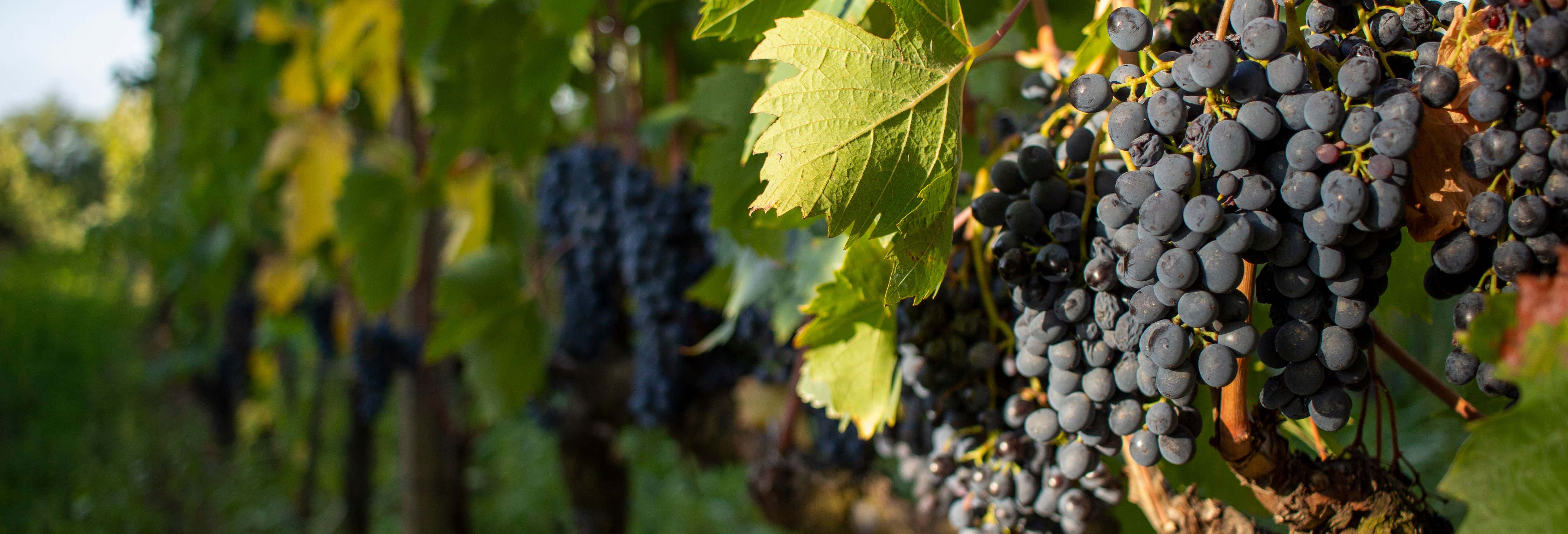 Gastronomía y enoturismo en Siena