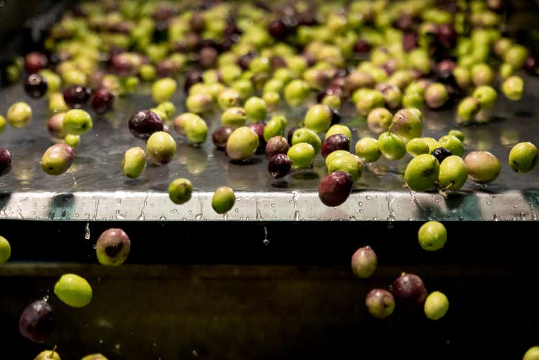 Vous verrez comment les olives sont traitées dans le moulin