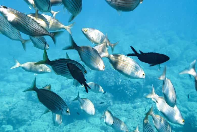 Fauna marina