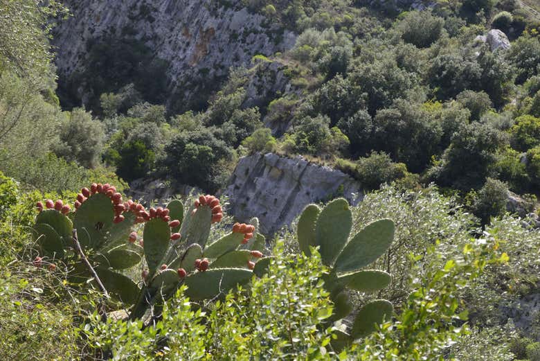 Fichi d'india e vegetazione nei pressi della necropoli