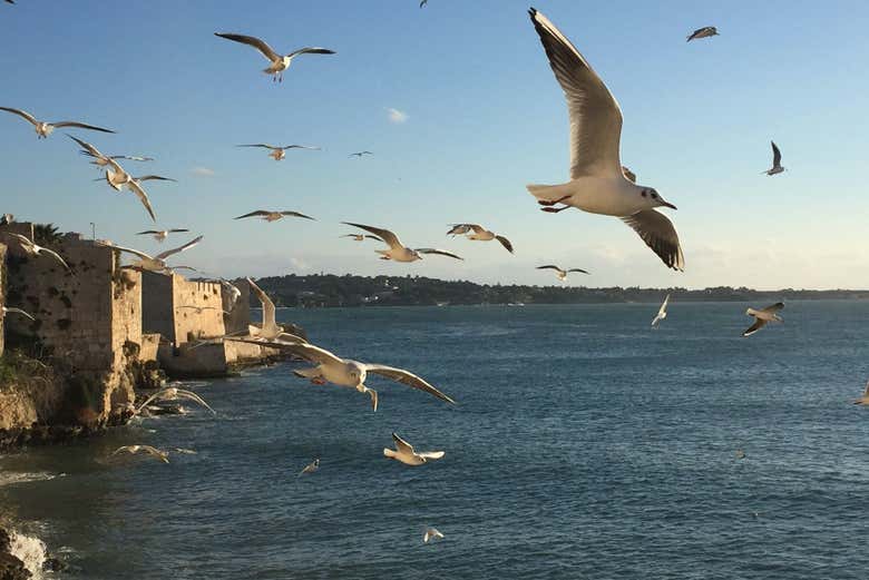 Bordeando la isla de Ortigia