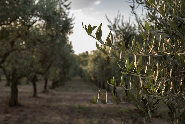 Make the most of your visit to Italy