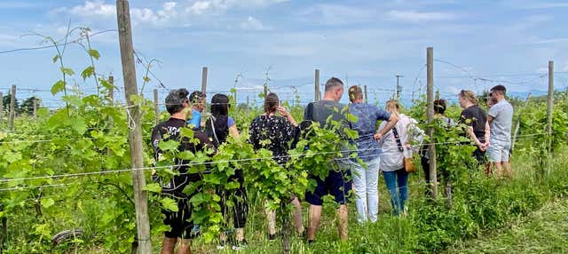 Corte Anna Winery Tour