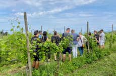 Corte Anna Winery Tour