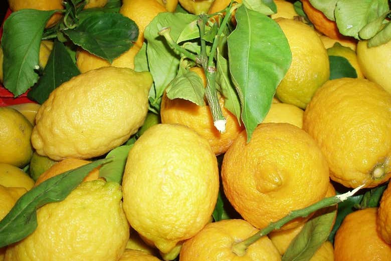 Citrons cultivés à Sorrente
