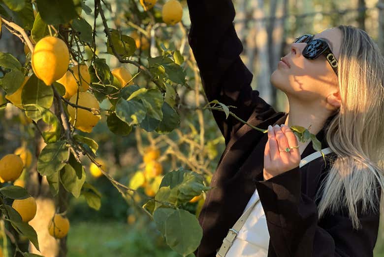 Cueillette des citrons
