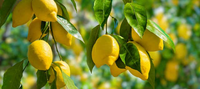 Tour del limone