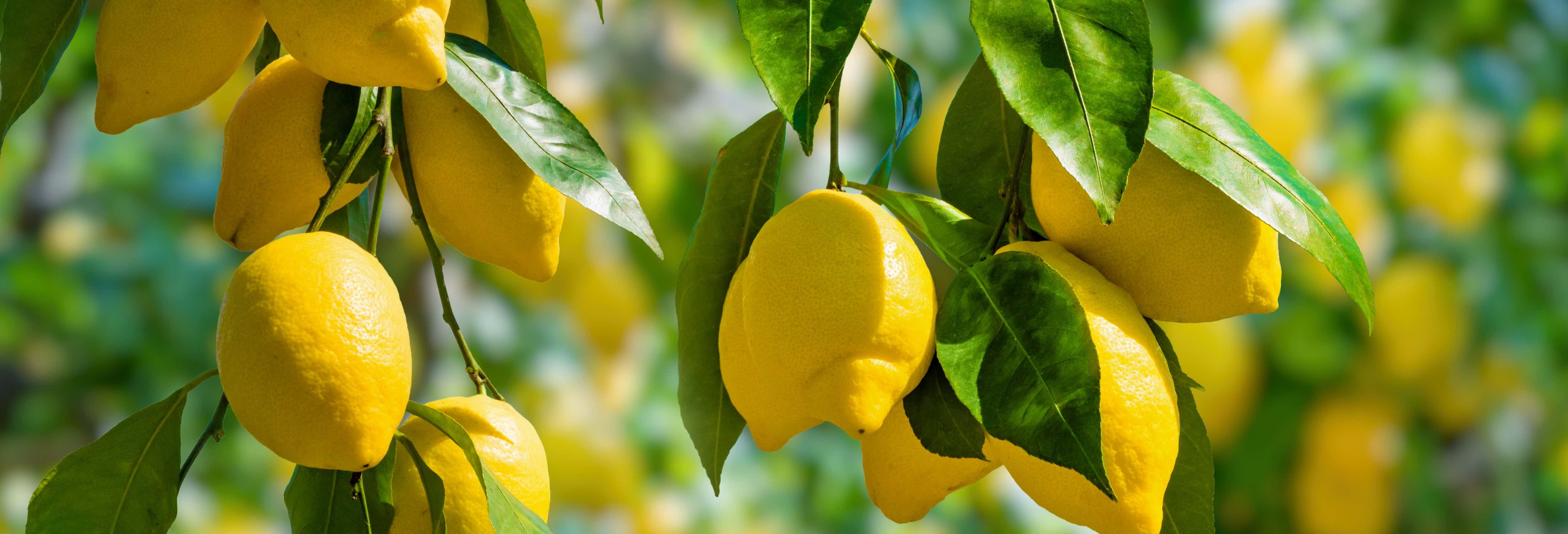 Gastronomia e enoturismo em Sorrento