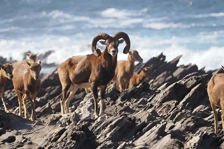 Des chèvres au bord de la mer