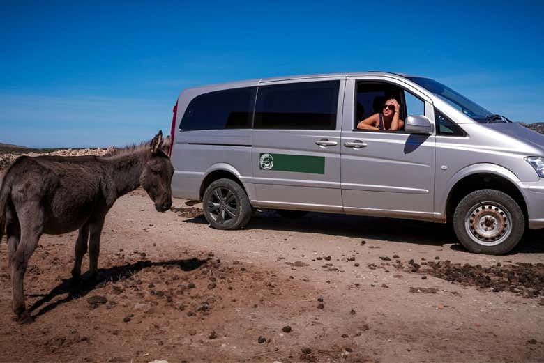 Admirez la faune sauvage depuis un véhicule