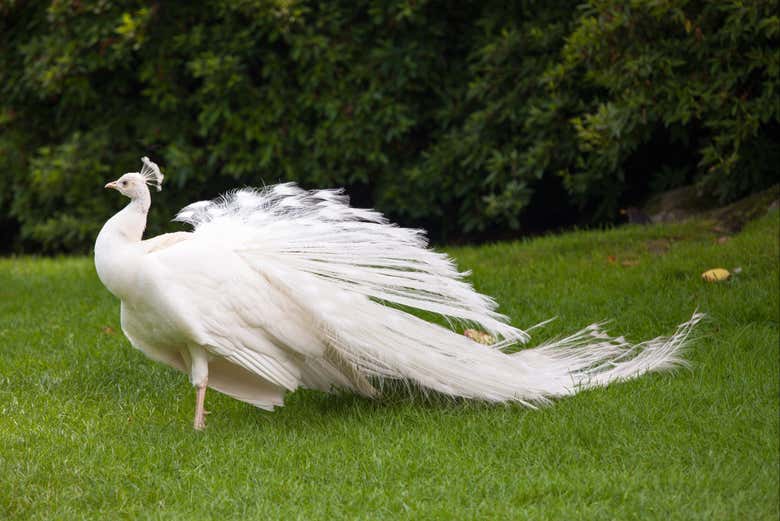 A peacock on Madre Island