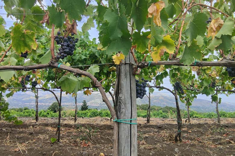 Visitaremos uma vinícola na Sicília