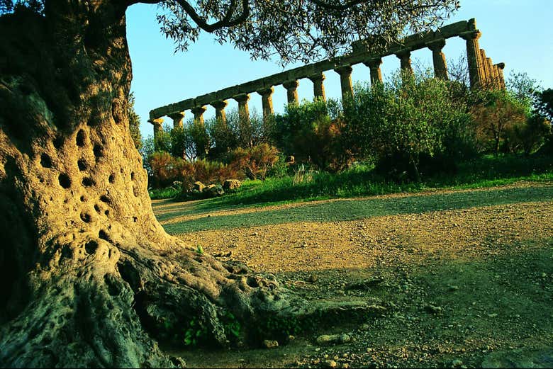 Walk through the Valley of the Temples