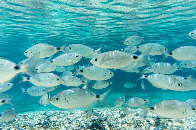 Admirez la faune aquatique