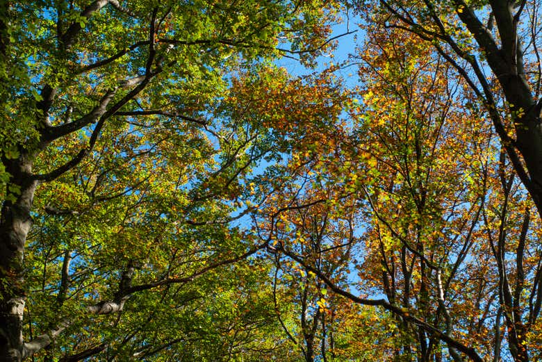 Woods in mount Faito