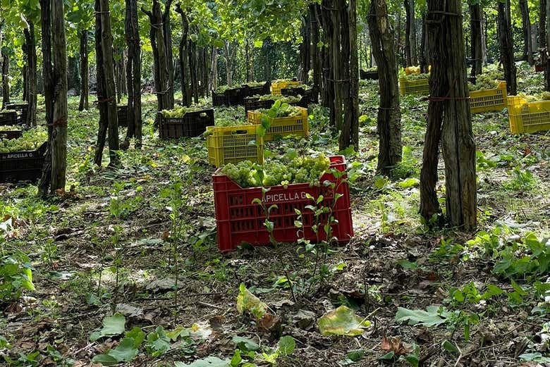 Find out about different cultivation processes