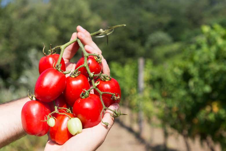 Deliziosi pomodori della Costiera Amalfitana