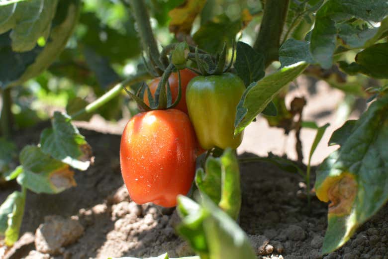 Due pomodori "Re Fiascone"