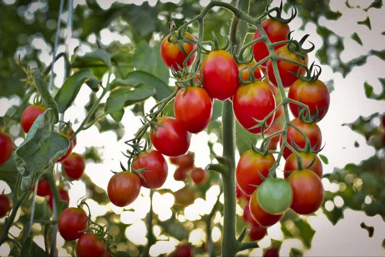 Tomate de Tramonti