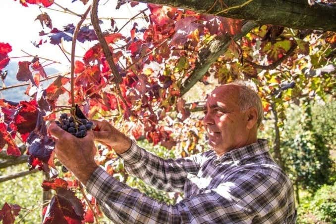 I vigneti dell'azienda vitivinicola