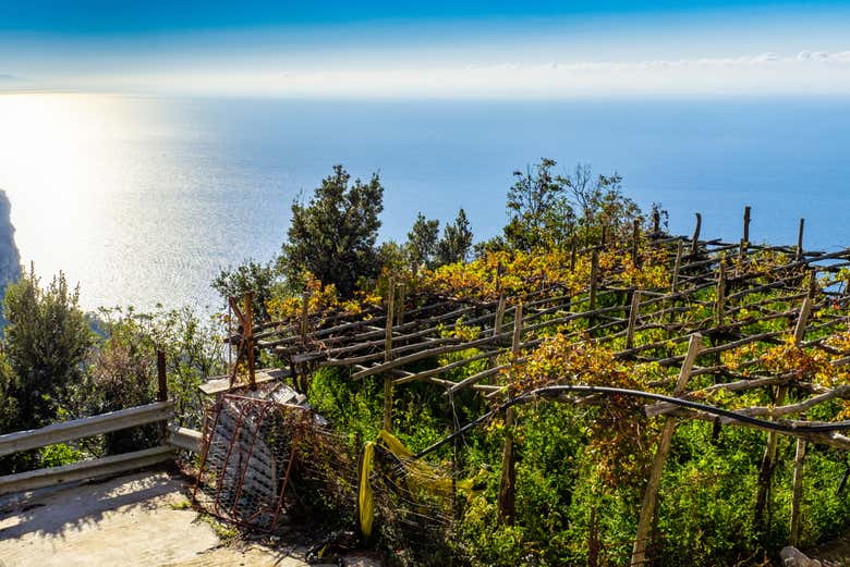 Explore the vineyards in Apicella