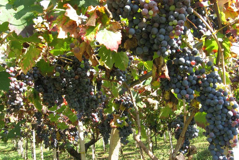 Learn about wine production