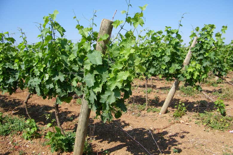 Les vignes