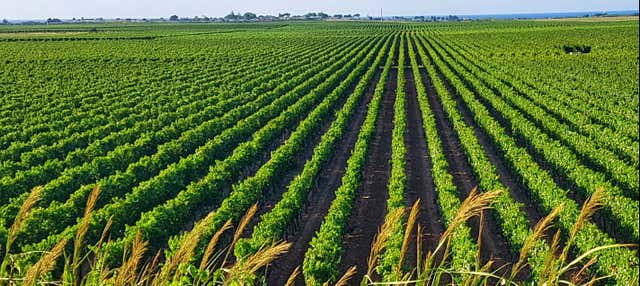 Visita a una bodega de Trani con cata de vinos