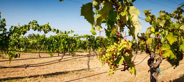 Degustazione di vino a Trieste