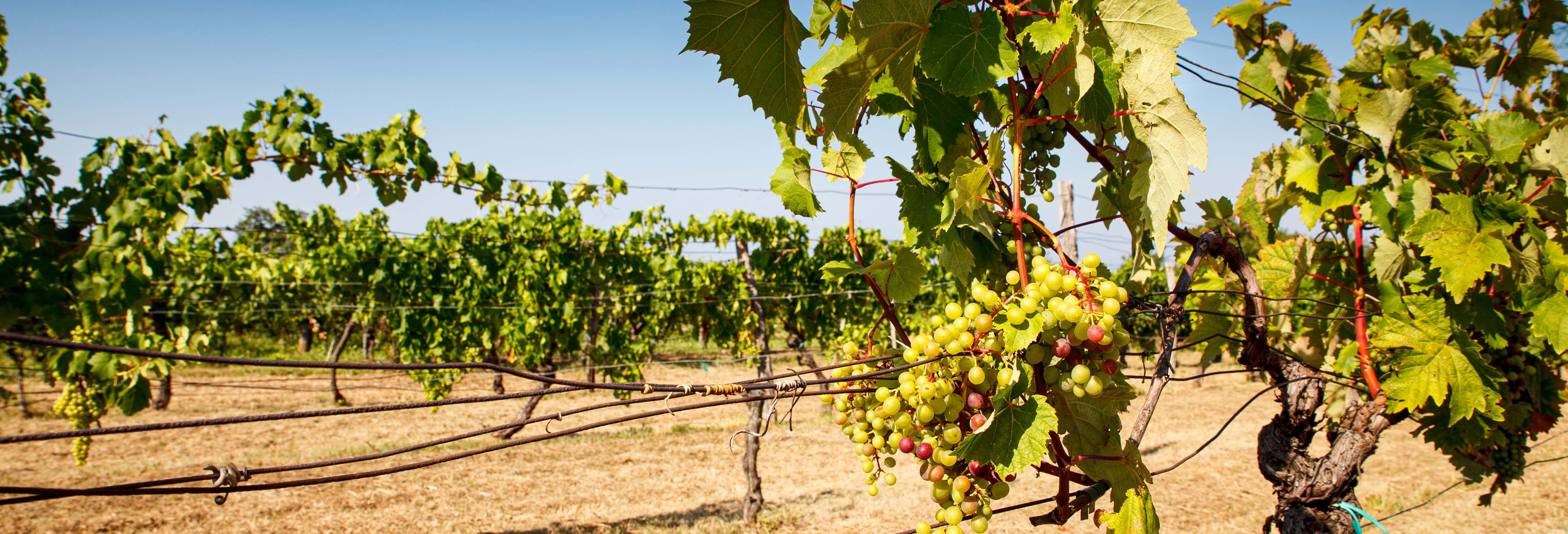 Gastronomia ed enoturismo a Trieste