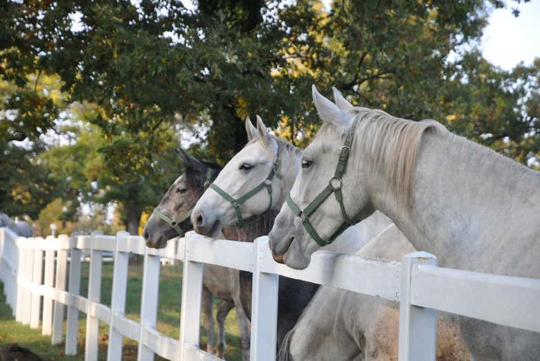 Caballos lipizzianos